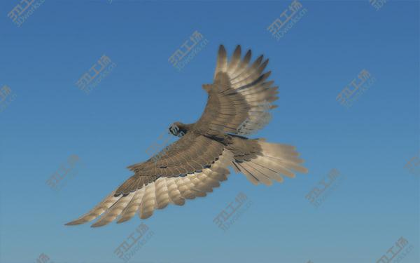 images/goods_img/20210312/Peregrine Falcon (Folded Wings)/5.jpg
